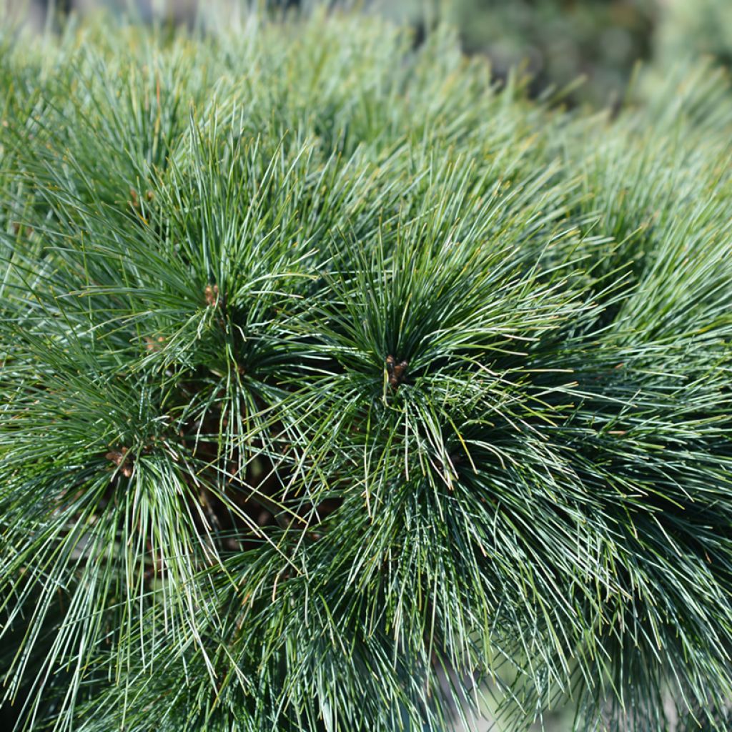 Pinus strobus Radiata - Weymouthden