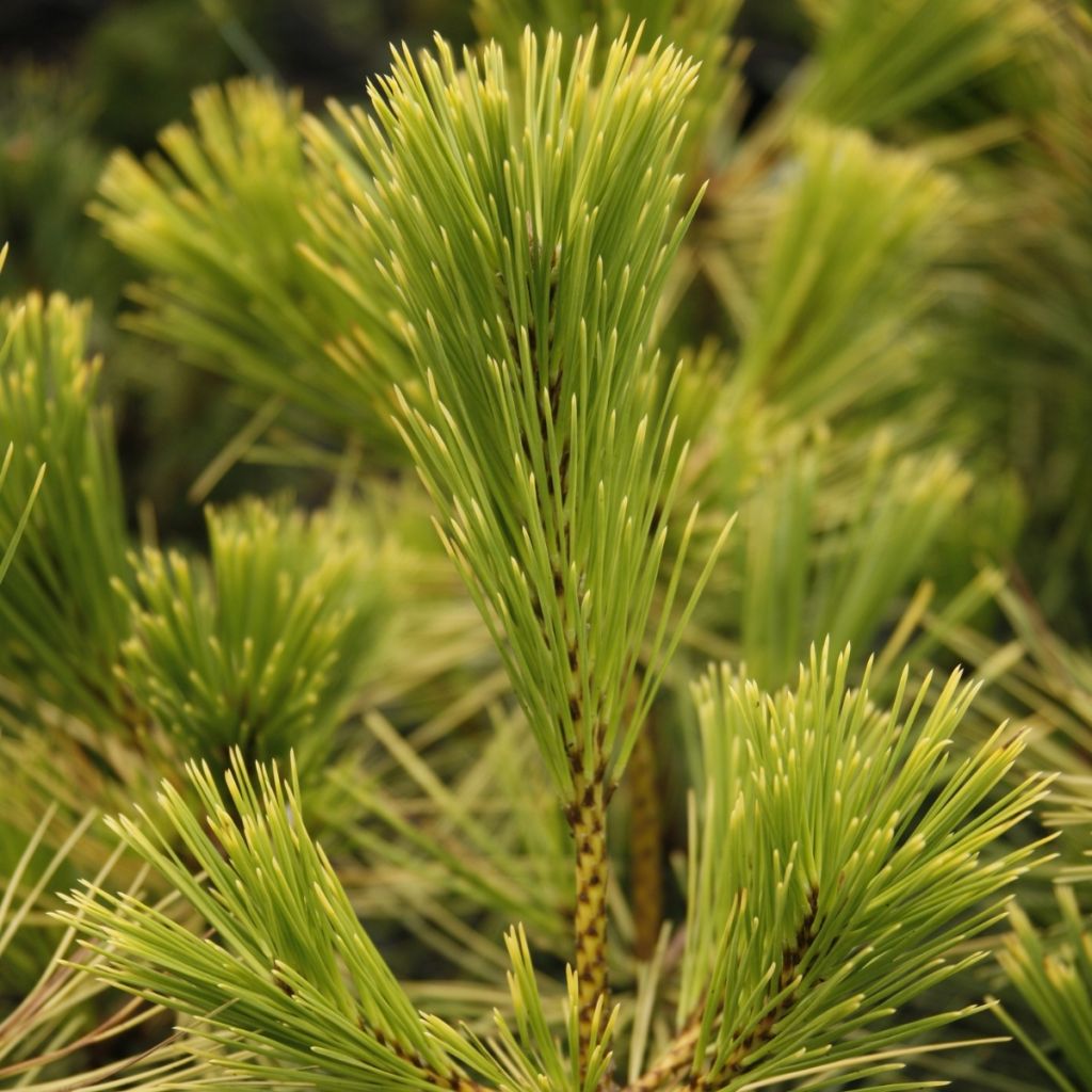 Pinus thunbergii Ogon - Japanse zwarte den