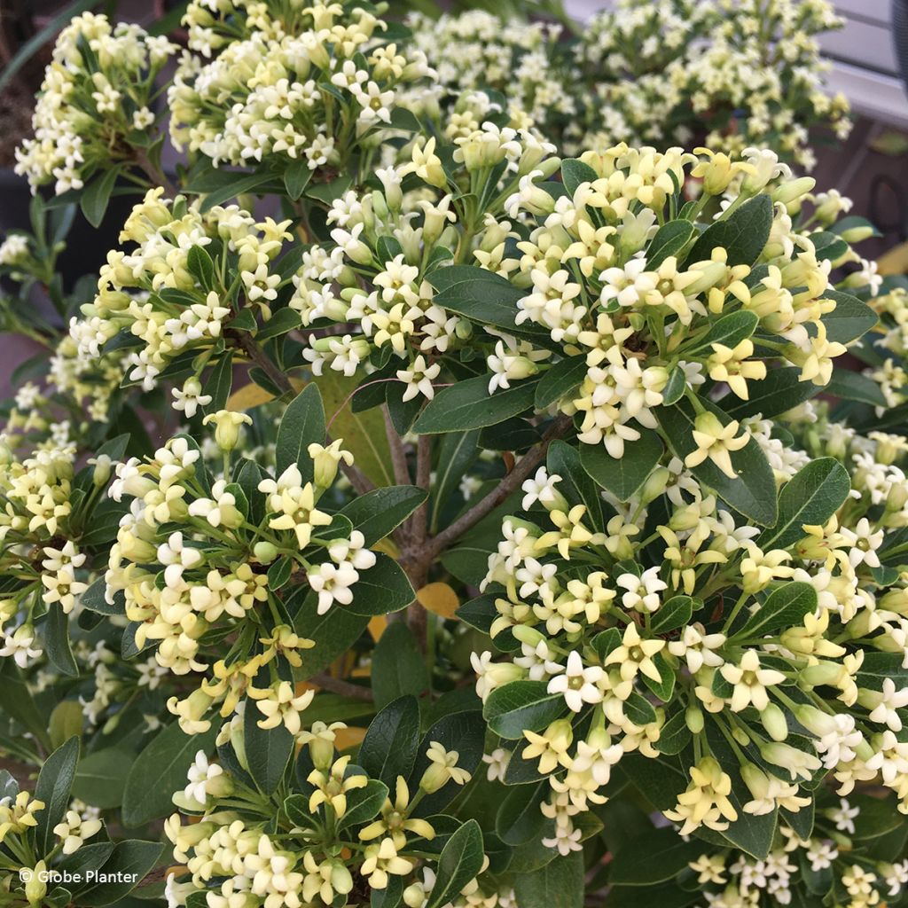 Pittosporum Green Mound - Australische laurier