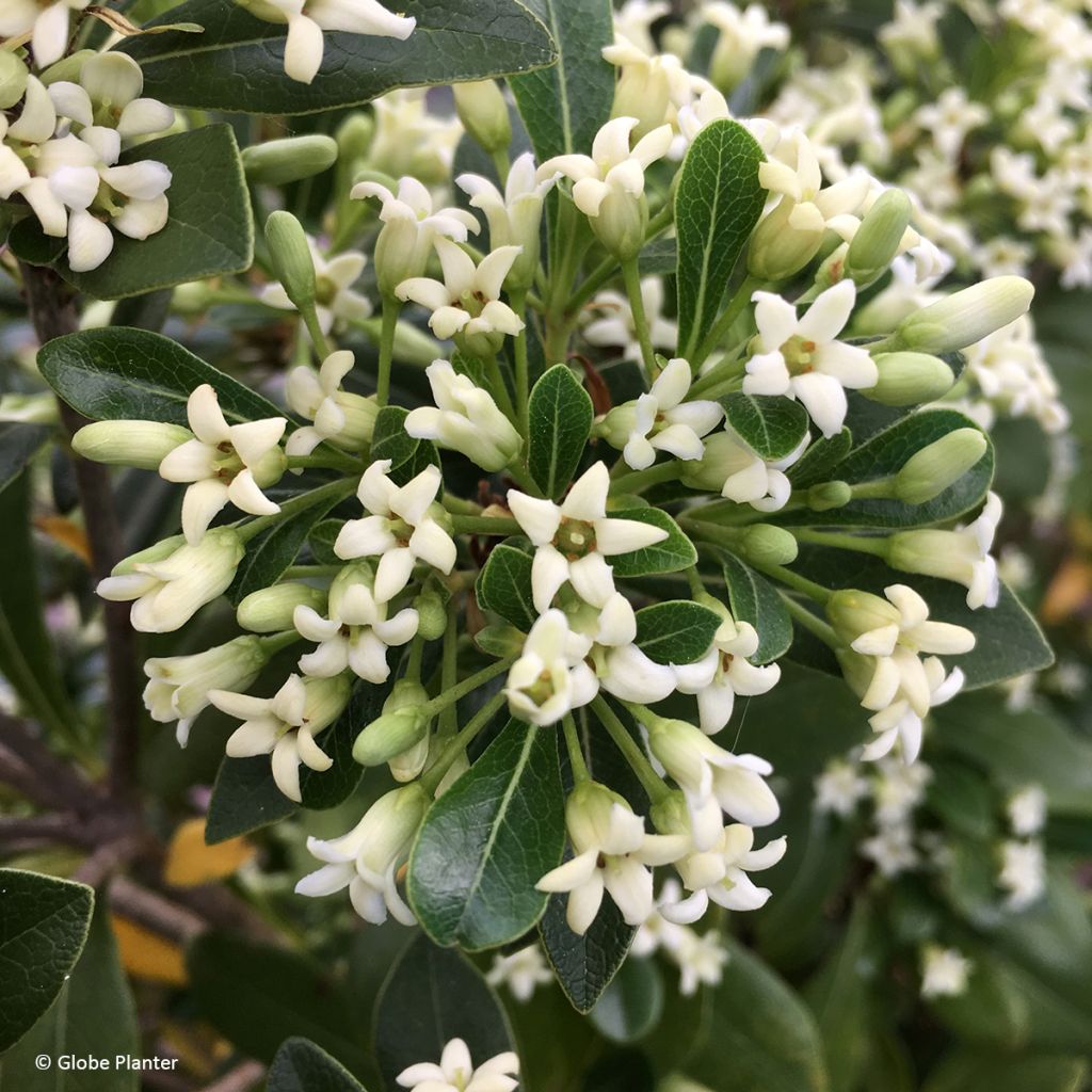 Pittosporum Green Mound - Australische laurier