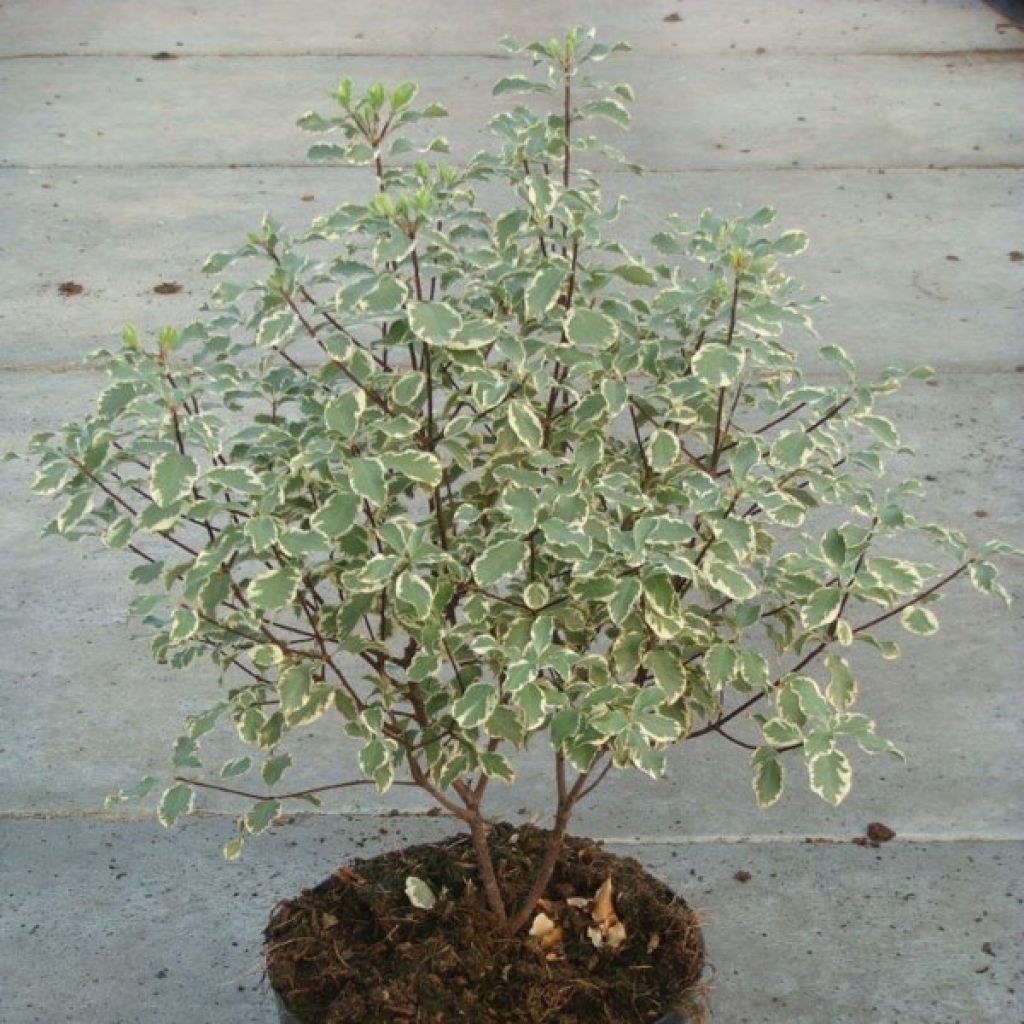 Pittosporum tenuifolium Variegatum - Australische laurier