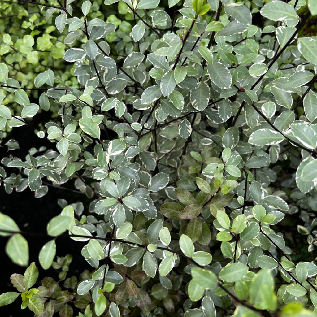 Pittosporum tenuifolium Victoria - Australische laurier
