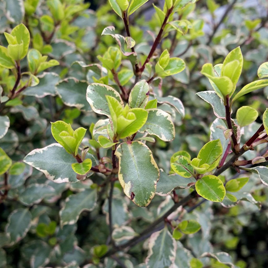 Pittosporum tenuifolium Victoria - Australische laurier