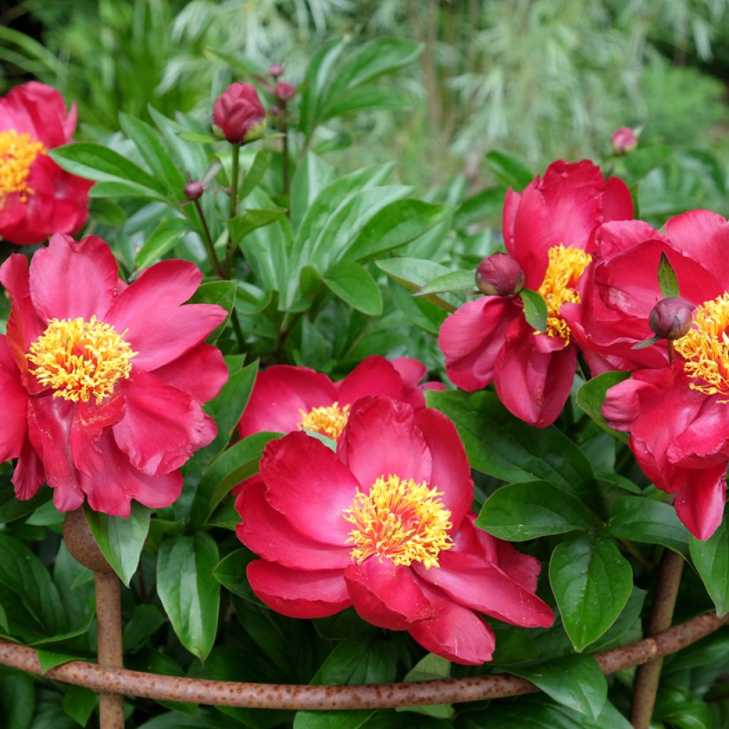 Paeonia Blaze - Pioen