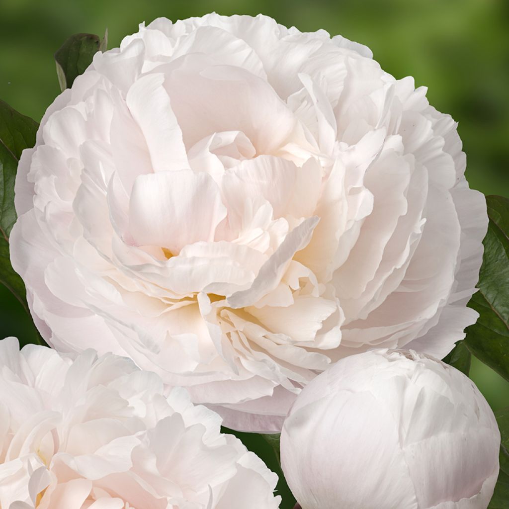 Paeonia lactiflora Carl G. Klehm - Pioenroos