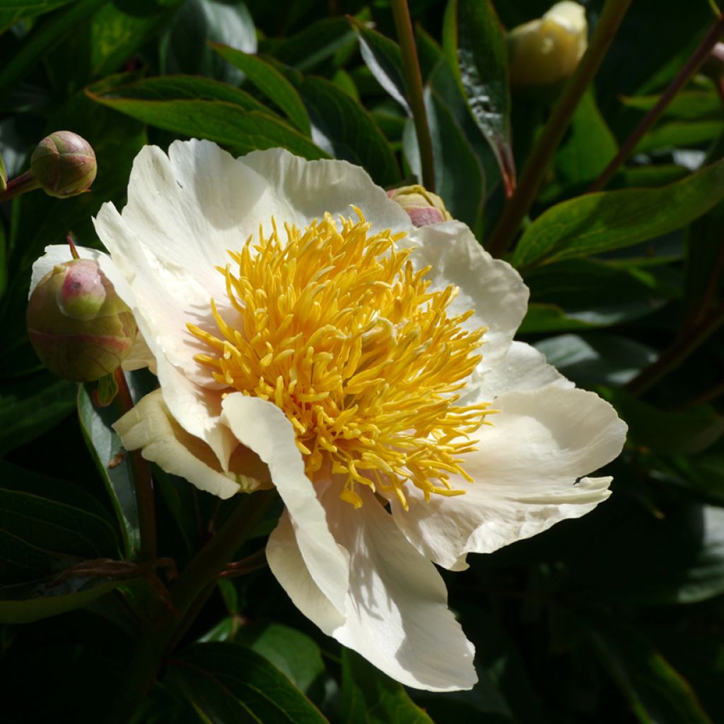 Paeonia lactiflora Claire de Lune - Pioenroos