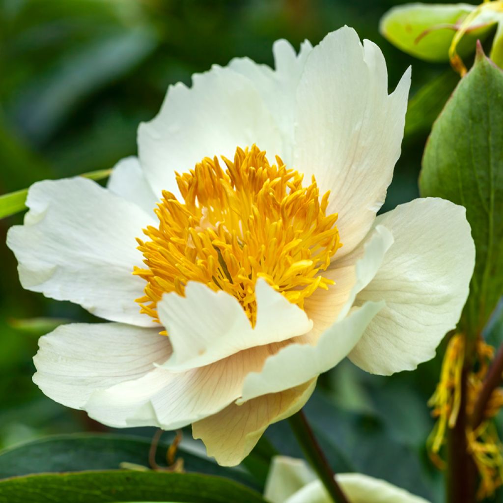 Paeonia lactiflora Claire de Lune - Pioenroos