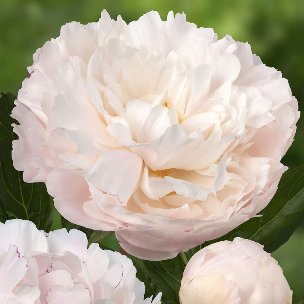 Paeonia lactiflora Dynasty - Pioenroos