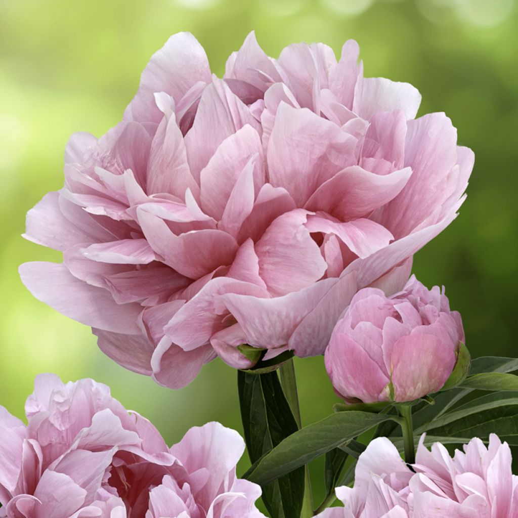 Paeonia lactiflora Early Flamingo - Pioenroos