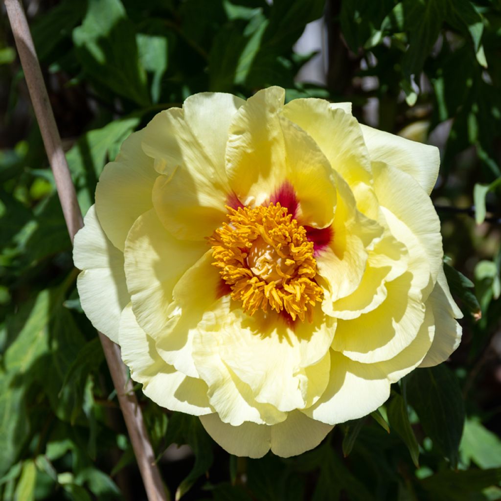 Paeonia Itoh Bartzella - Itoh-pioen