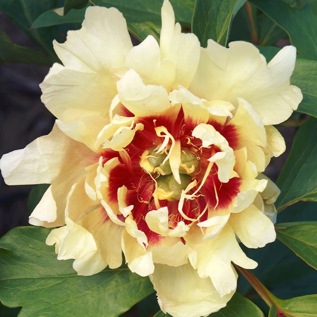 Paeonia Itoh Callies Memory - Itoh-pioen