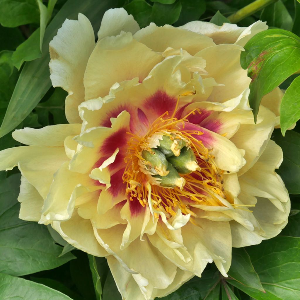 Paeonia Itoh Garden Treasure - Itoh-pioen