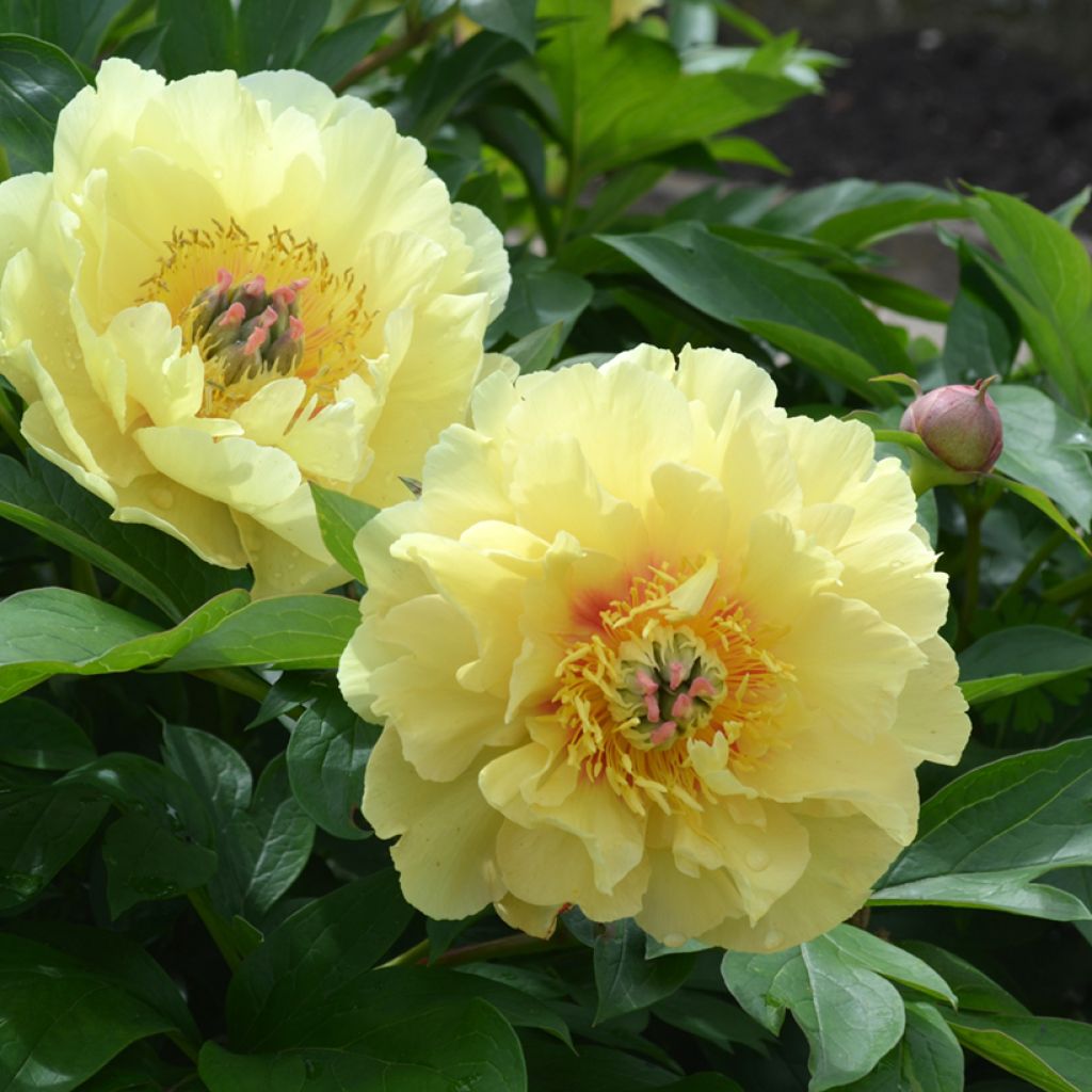 Paeonia Itoh Garden Treasure - Itoh-pioen