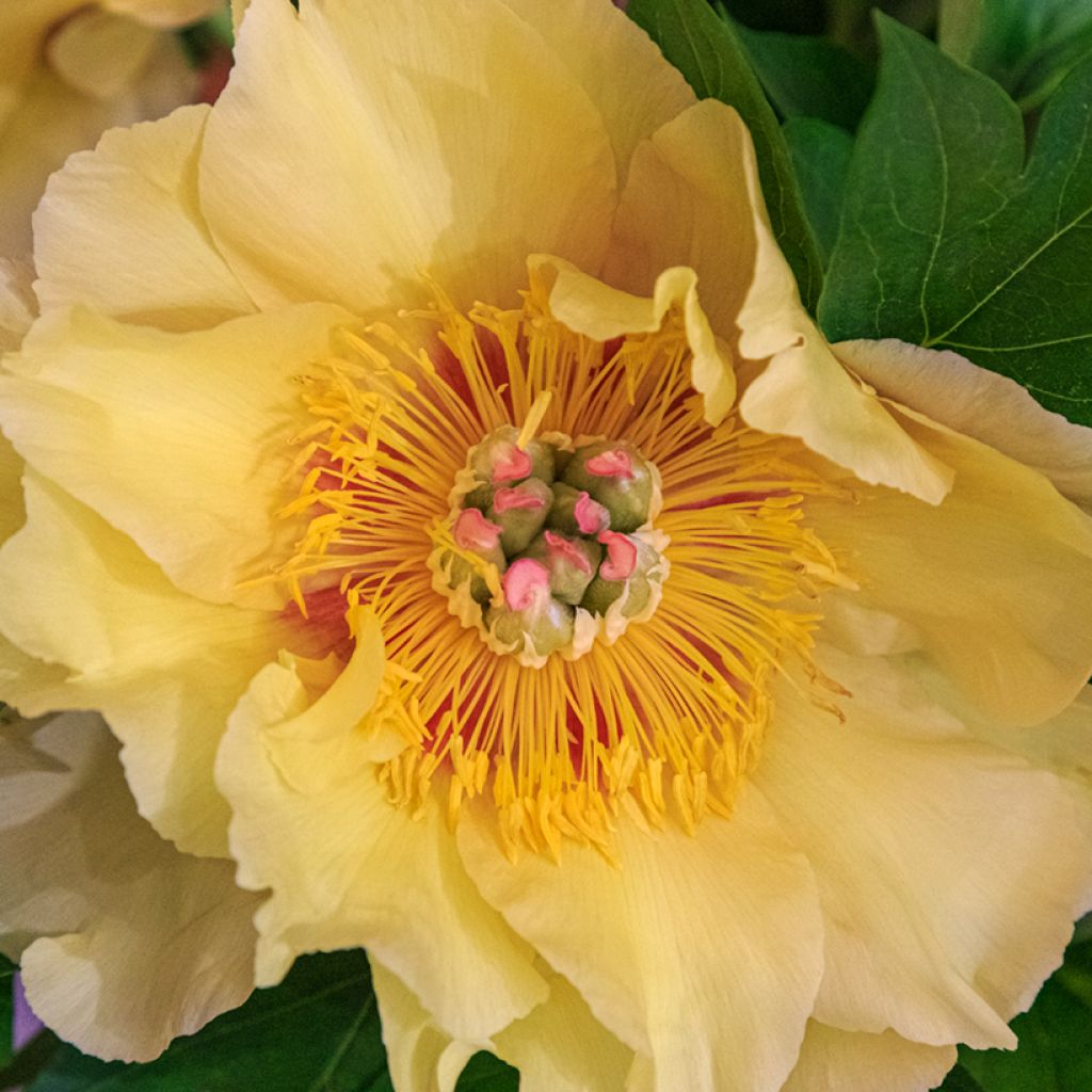 Paeonia Itoh Garden Treasure - Itoh-pioen
