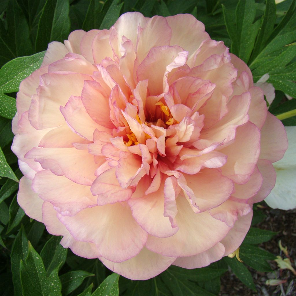 Paeonia Itoh Scrumdidleyumptious - Itoh-pioen