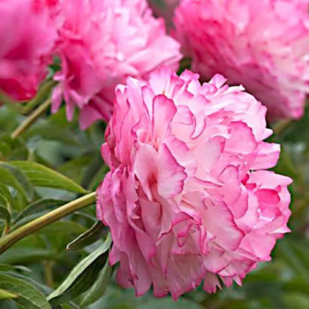 Paeonia lactiflora Joker - Pioenroos