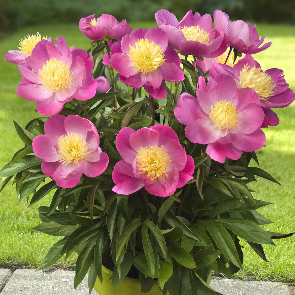 Paeonia lactiflora Patio Peony Kiev - Pioenroos