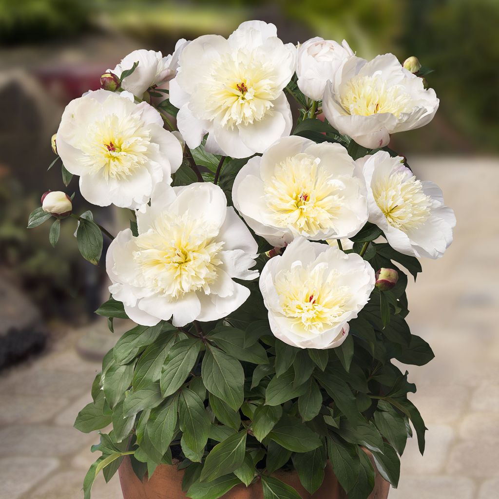 Paeonia lactiflora Patio Peony Madrid - Pioenroos