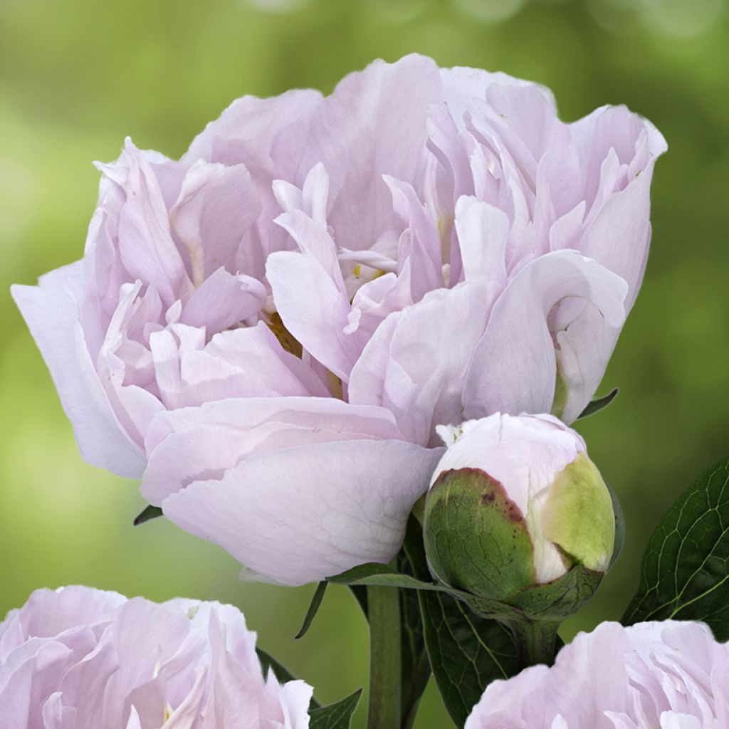 Paeonia lactiflora Pink Vanguard - Pioenroos