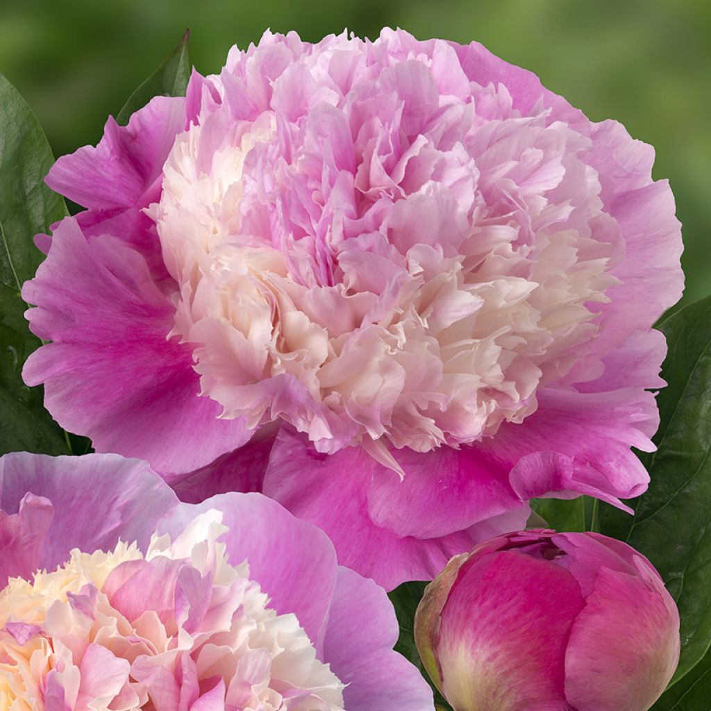 Paeonia lactiflora She's My Star - Pioenroos