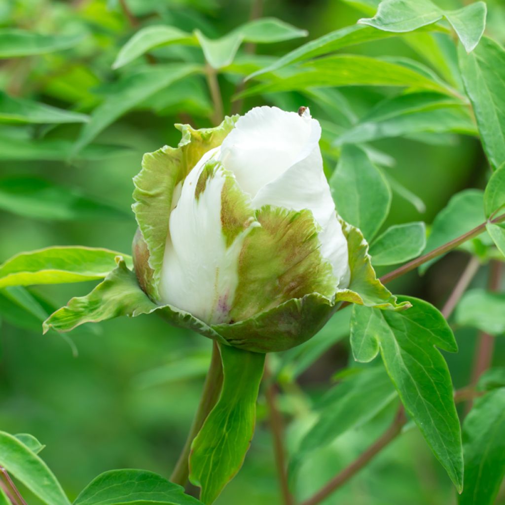 Paeonia ostii - Boompioen