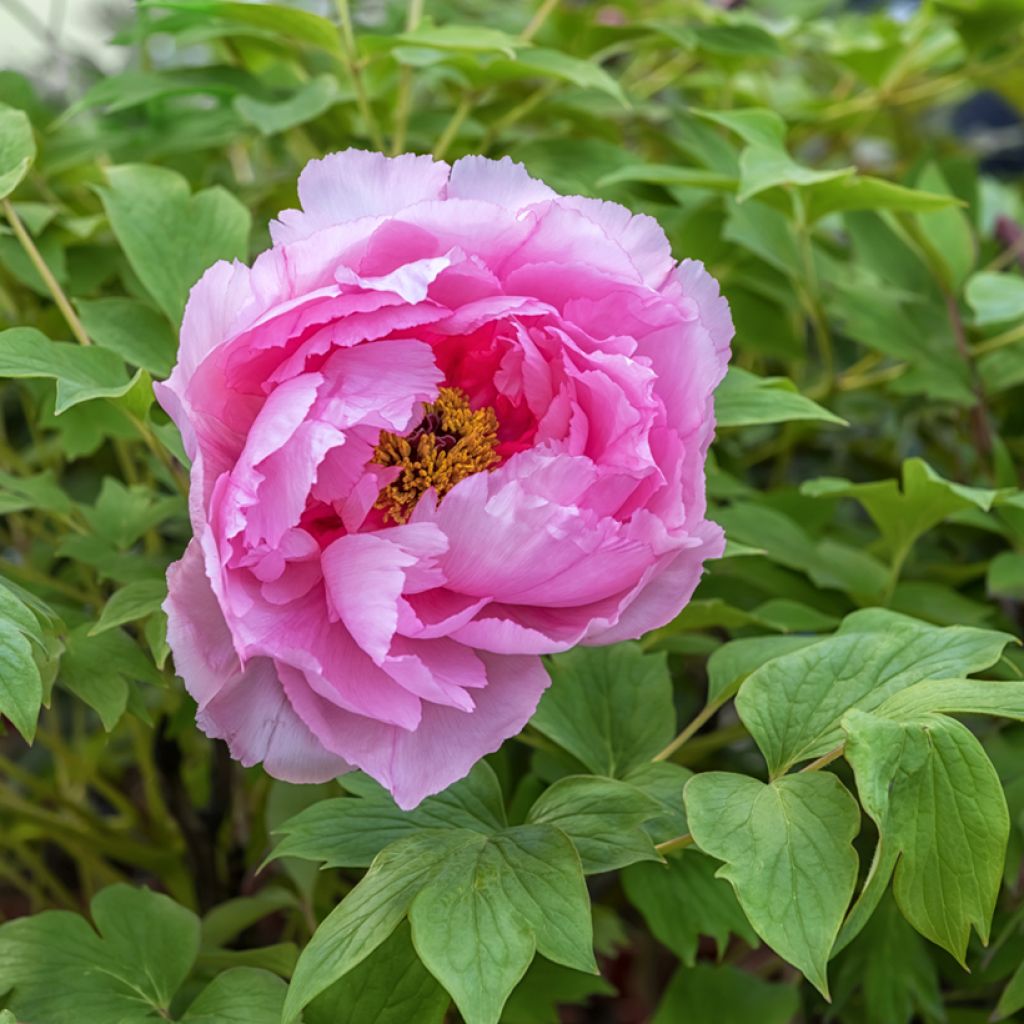 Paeonia suffruticosa Lu He Hong - Boompioen