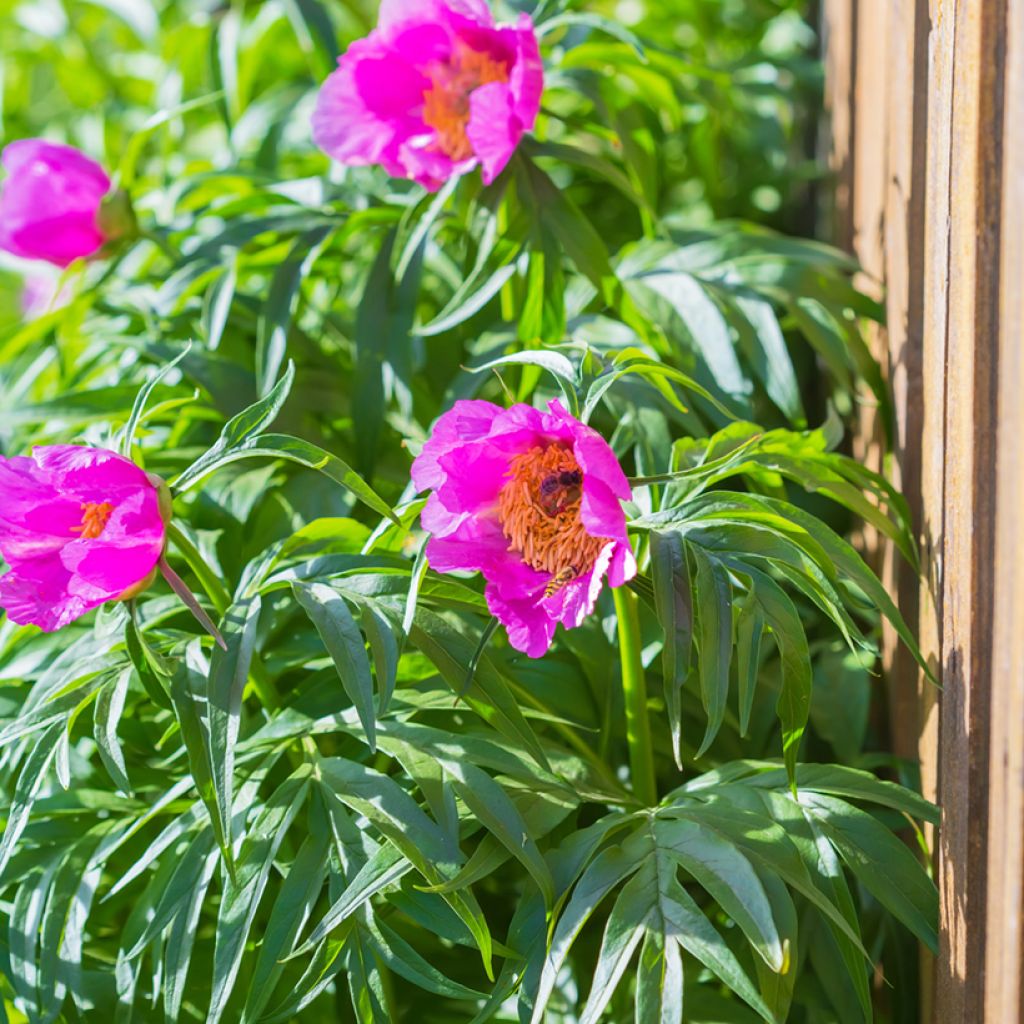 Paeonia anomala - Pioenroos