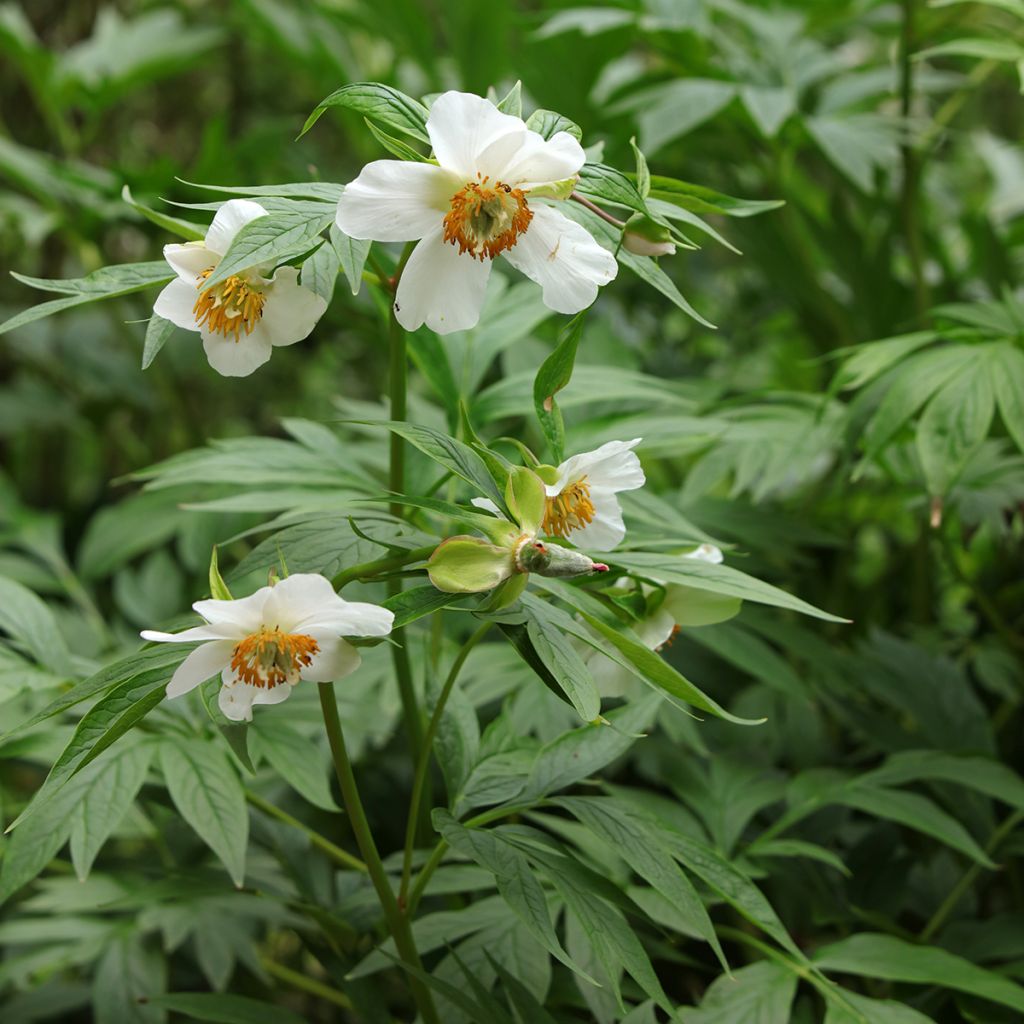 Paeonia emodi - Pioenroos