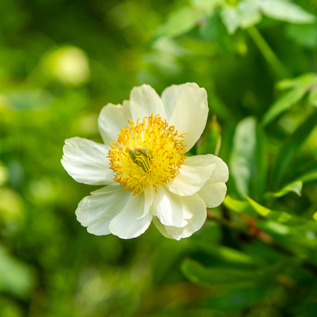 Paeonia emodi - Pioenroos