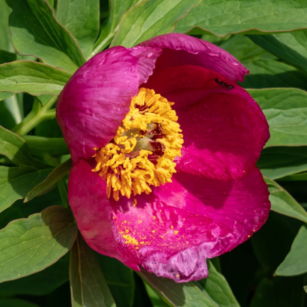 Paeonia humilis - Boerenpioen