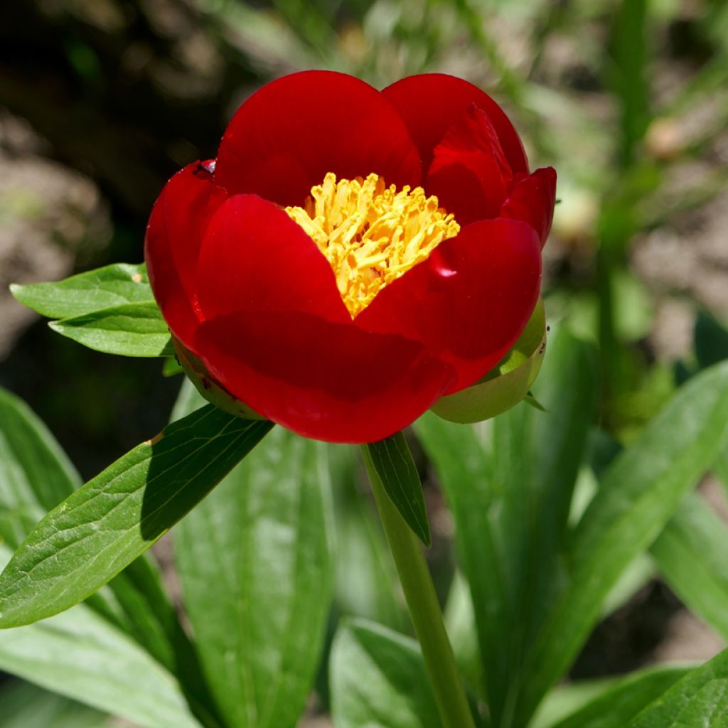 Paeonia peregrina - Pioen