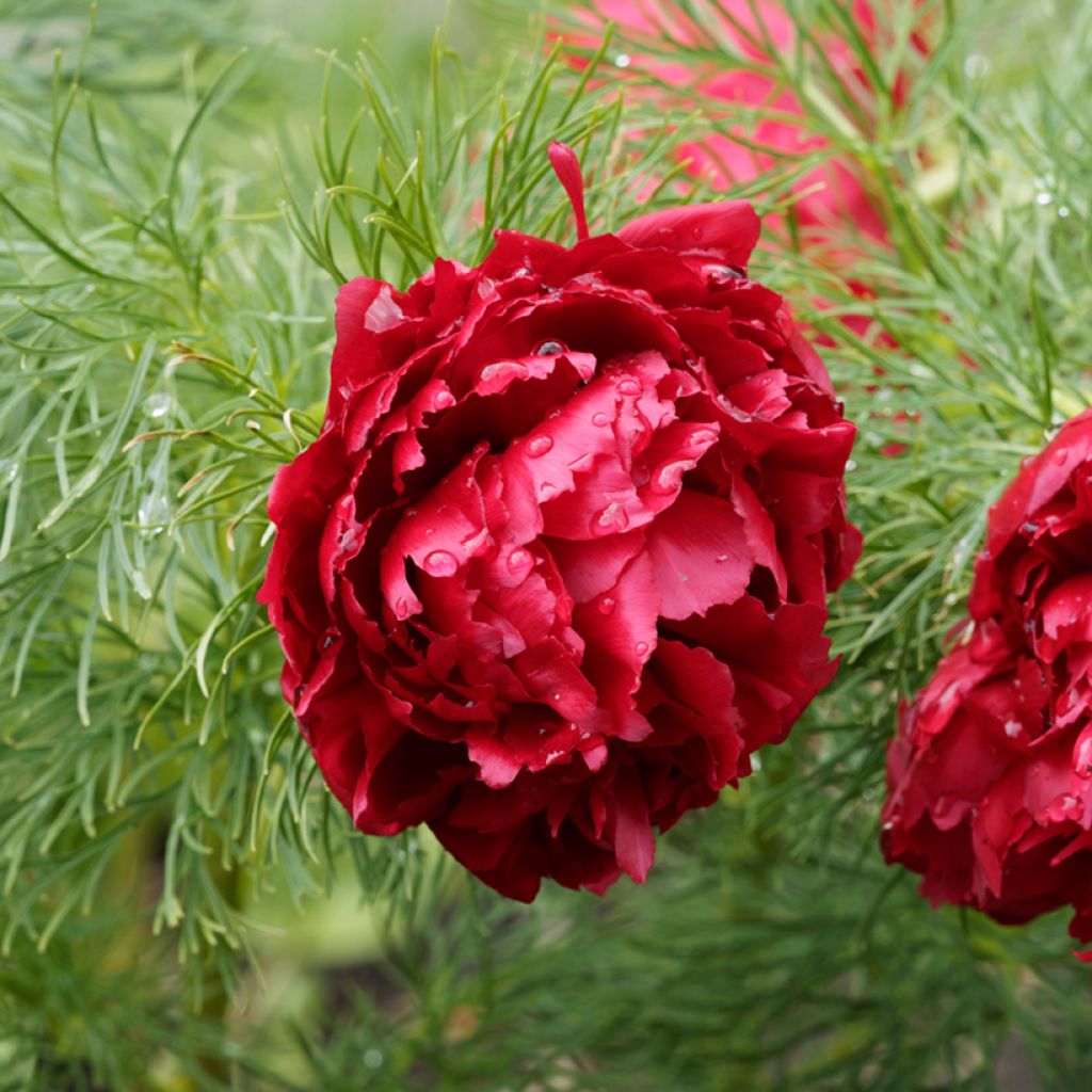Paeonia tenuifolia Plena - Fijnbladige pioen