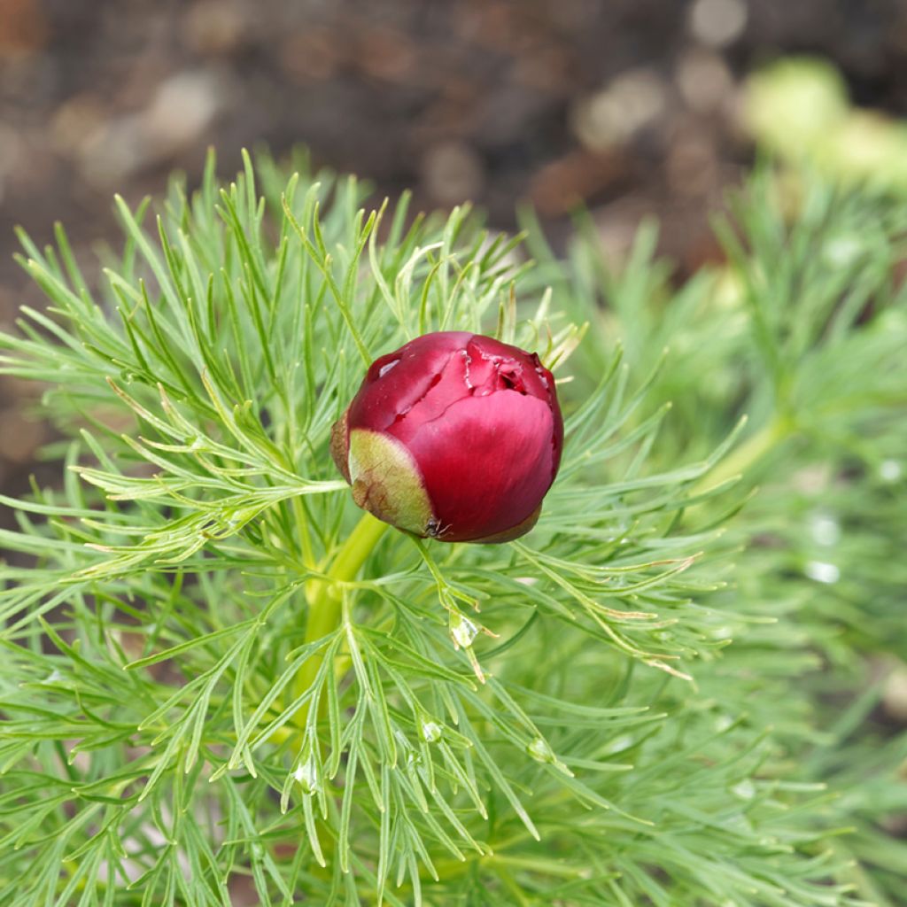 Paeonia tenuifolia Plena - Fijnbladige pioen