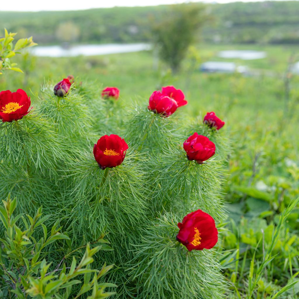 Paeonia tenuifolia - Fijnbladige pioen
