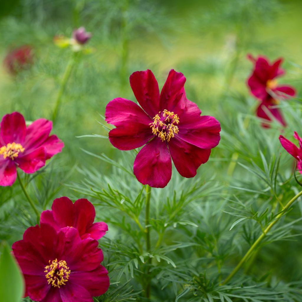 Paeonia tenuifolia - Fijnbladige pioen