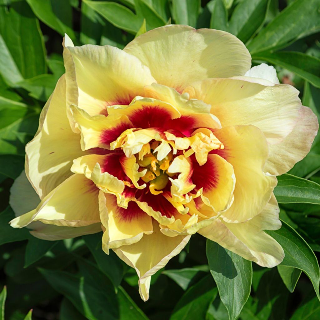 Paeonia Itoh Yellow Crown - Itoh-pioen