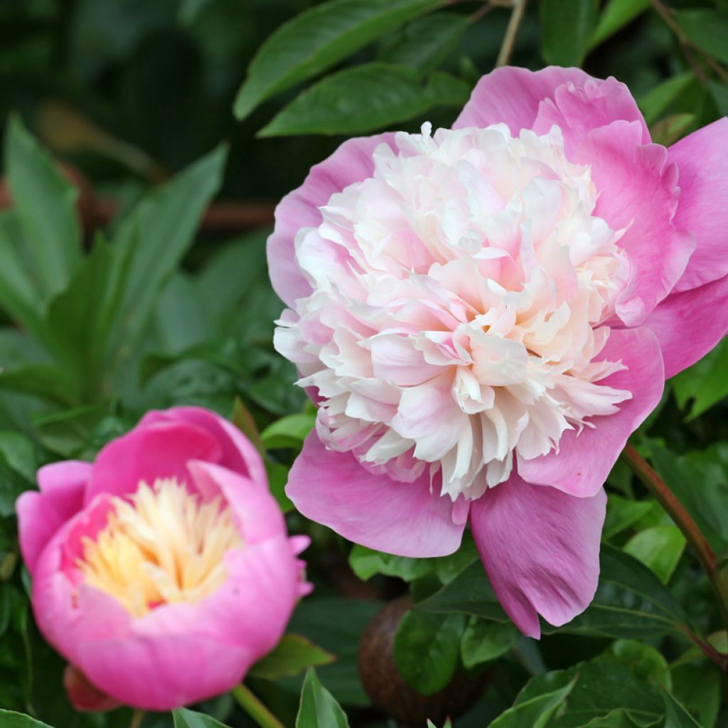 Paeonia lactiflora Bowl of Beauty - Pioenroos