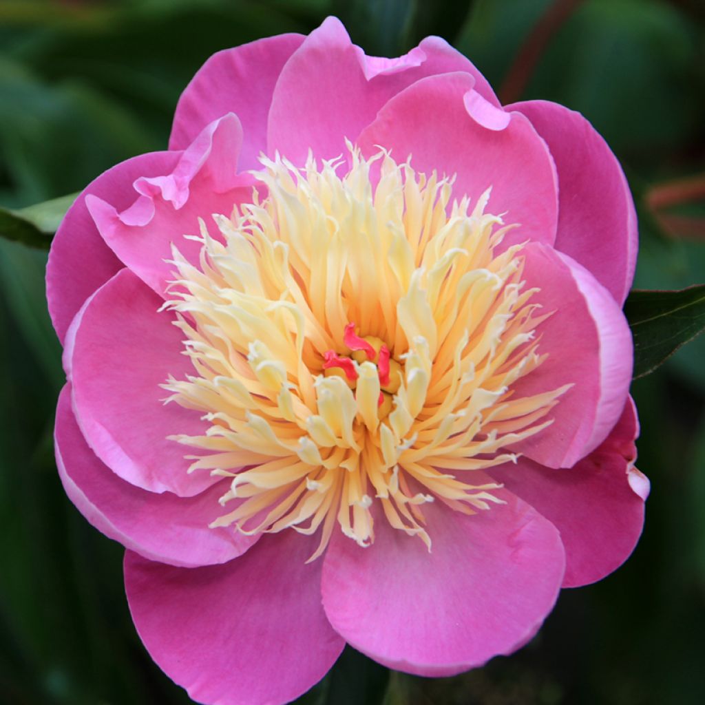 Paeonia lactiflora Bowl of Beauty - Pioenroos