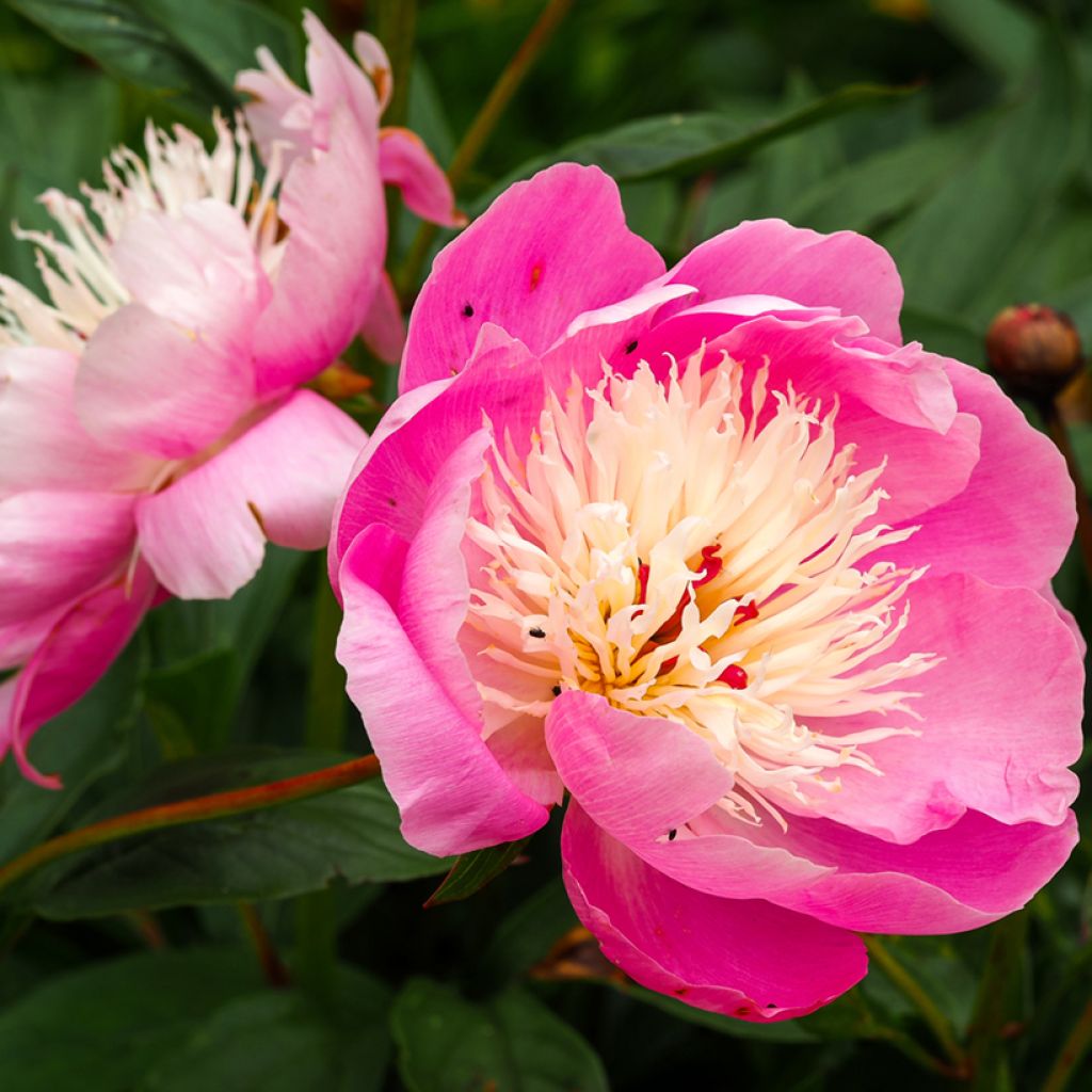 Paeonia lactiflora Bowl of Beauty - Pioenroos