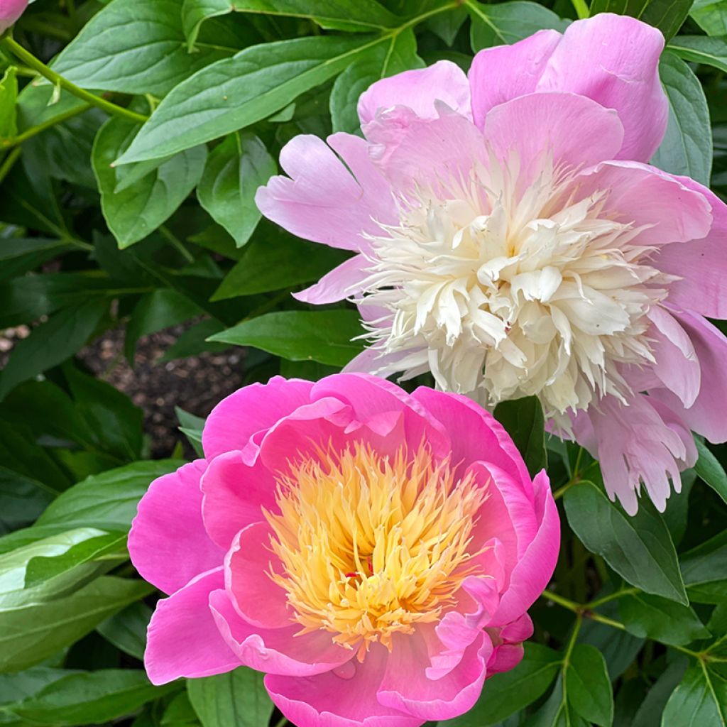 Paeonia lactiflora Bowl of Beauty - Pioenroos