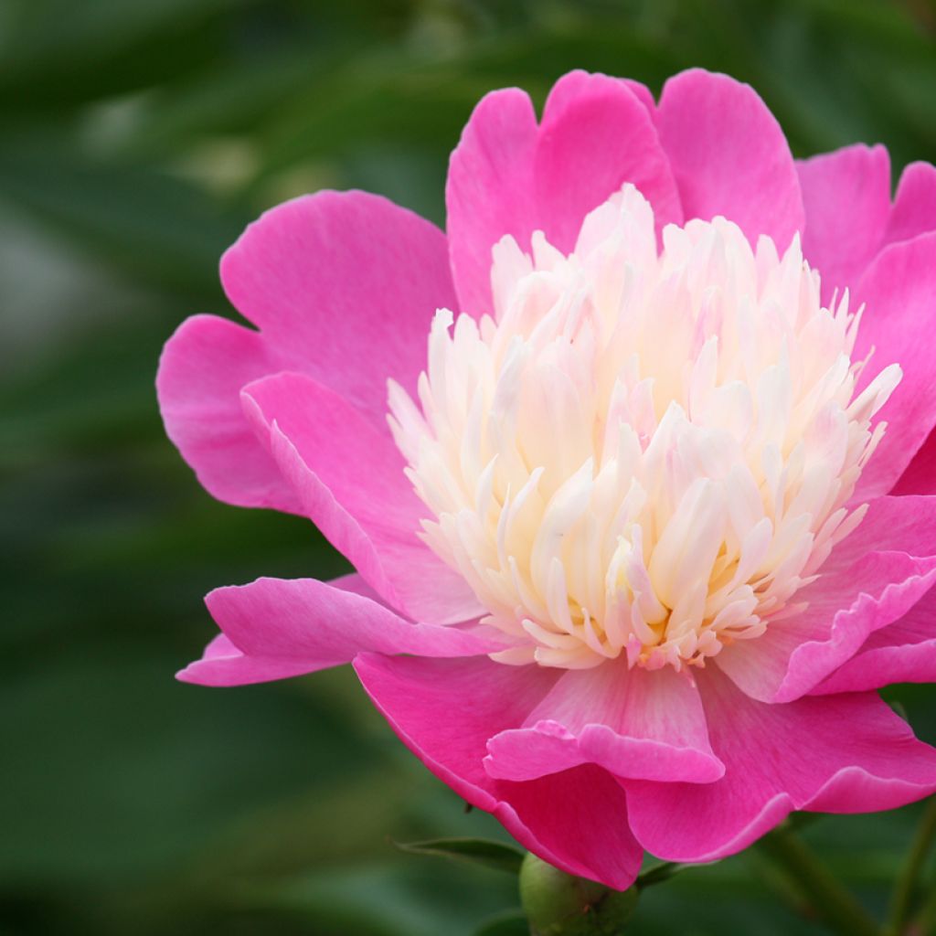 Paeonia lactiflora Bowl of Beauty - Pioenroos