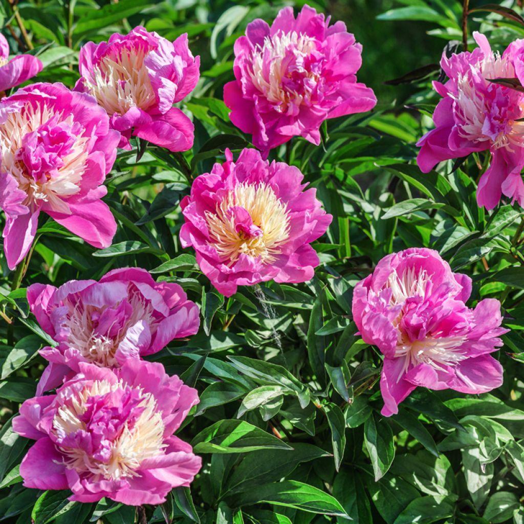 Paeonia lactiflora Bowl of Beauty - Pioenroos