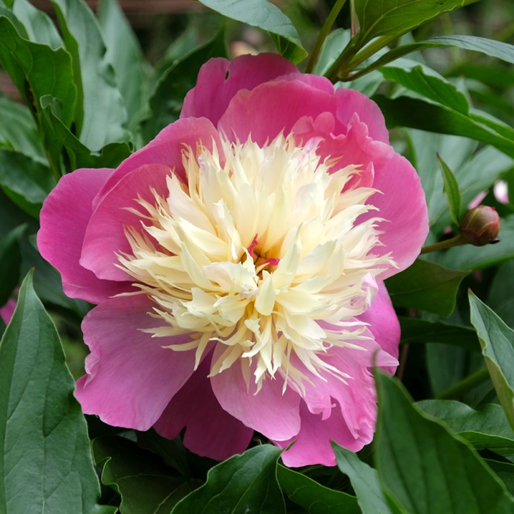 Paeonia lactiflora Bowl of Beauty - Pioenroos
