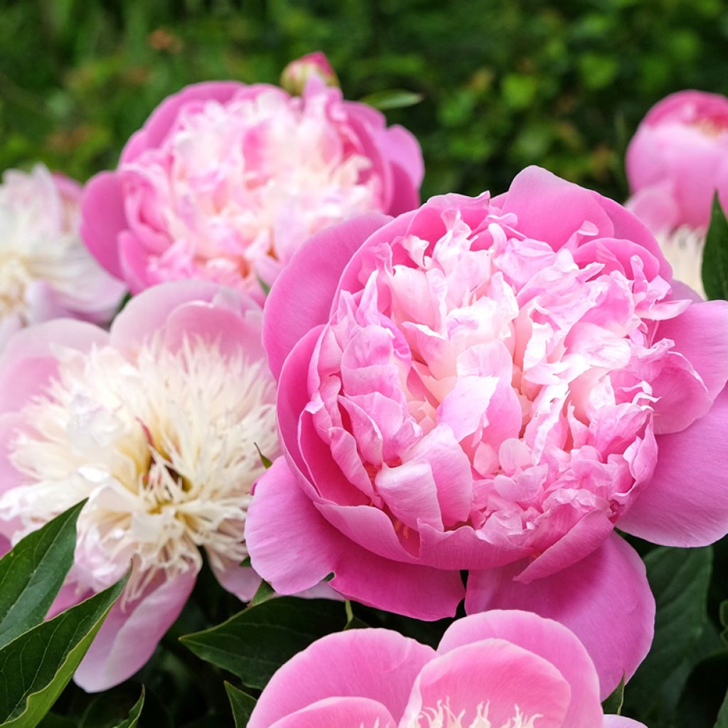 Paeonia lactiflora Bowl of Beauty - Pioenroos