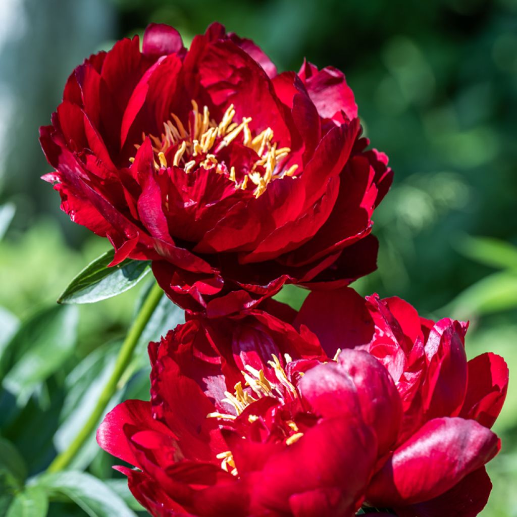 Paeonia lactiflora Buckeye Belle - Pioenroos