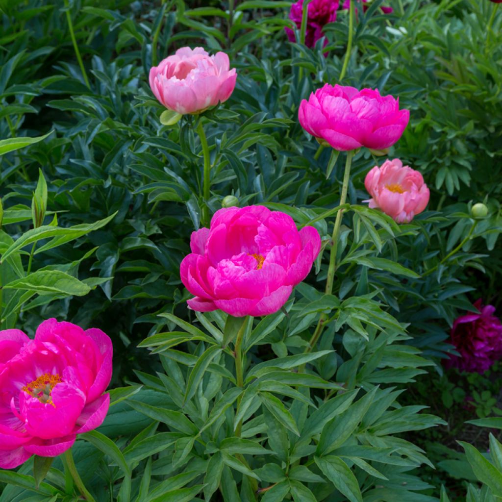 Paeonia lactiflora Cytherea - Pioenroos