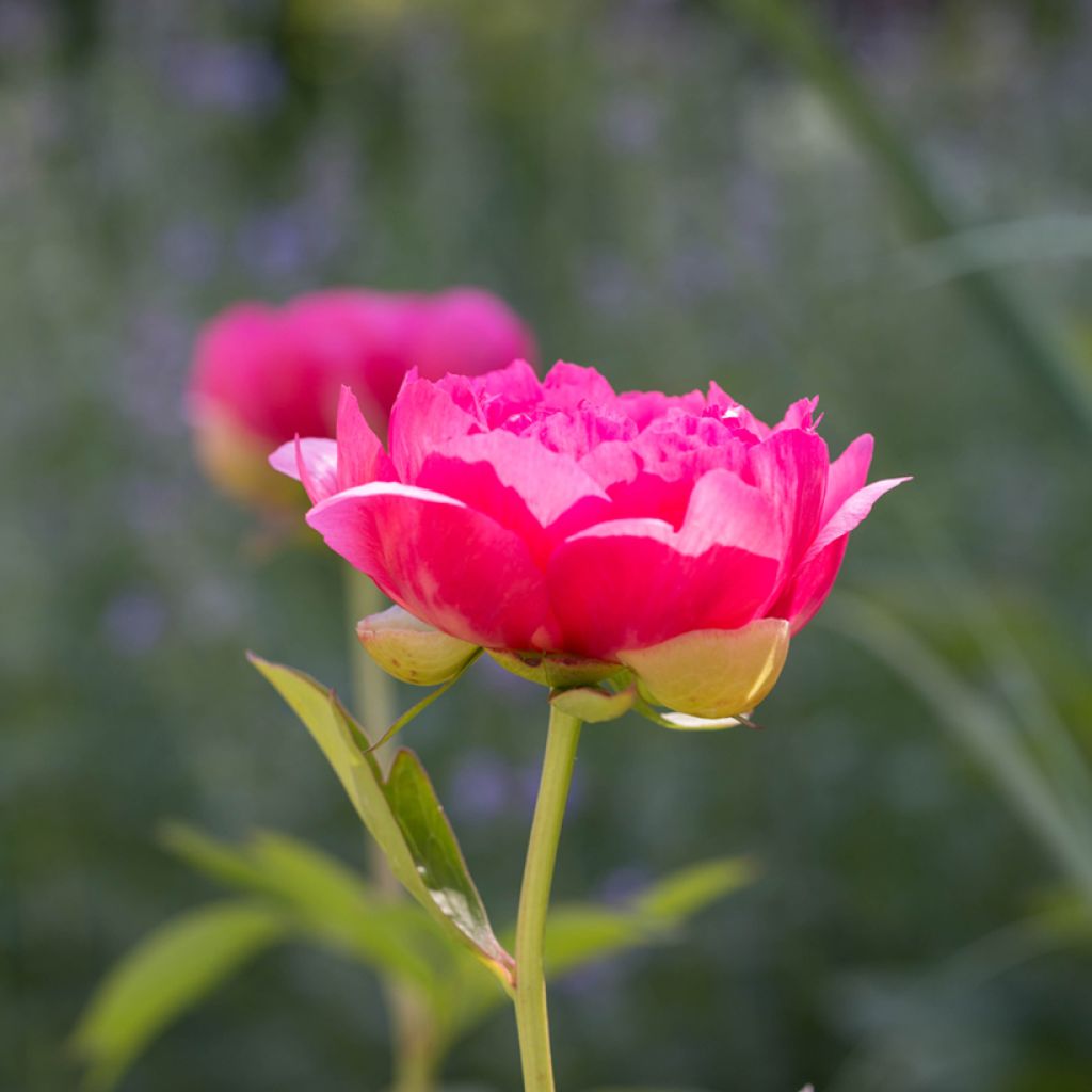 Paeonia lactiflora Cytherea - Pioenroos