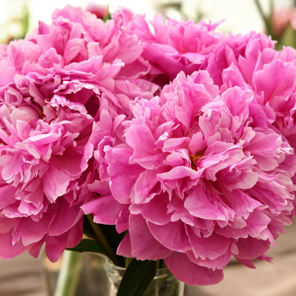 Paeonia lactiflora Dr Alexander Fleming - Pioenroos