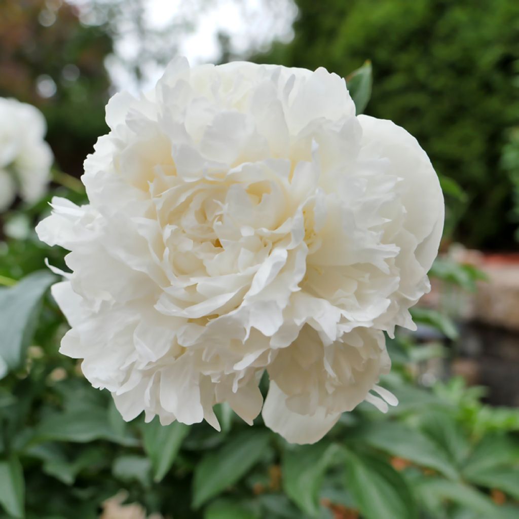 Paeonia lactiflora Duchesse de Nemours - Pioenroos