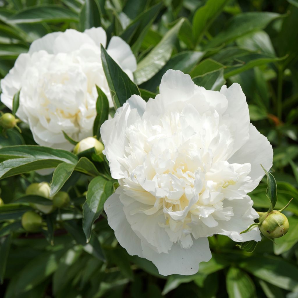 Paeonia lactiflora Duchesse de Nemours - Pioenroos